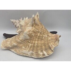 VINTAGE Large Conch Sea Shell Seashell Beach Horn